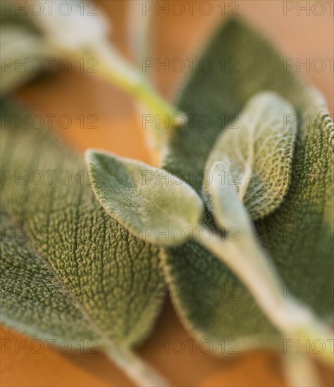 Studio shot of sage. Photo : Daniel Grill