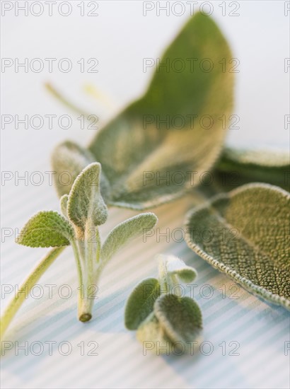 Studio shot of sage. Photo : Daniel Grill