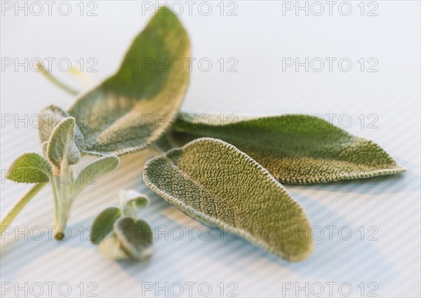 Studio shot of sage. Photo : Daniel Grill