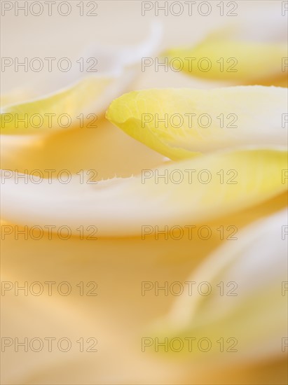 Studio Shot of chicory leaves. Photo : Daniel Grill