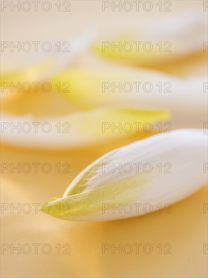 Studio Shot of chicory leaves. Photo : Daniel Grill