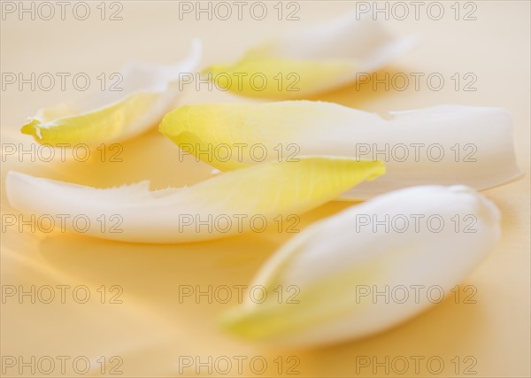 Studio Shot of chicory leaves. Photo : Daniel Grill