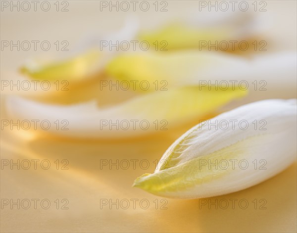 Studio Shot of chicory leaves. Photo : Daniel Grill