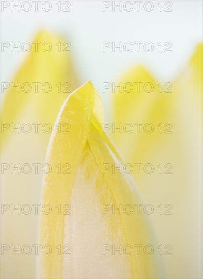 Studio Shot of chicory leaves. Photo : Daniel Grill