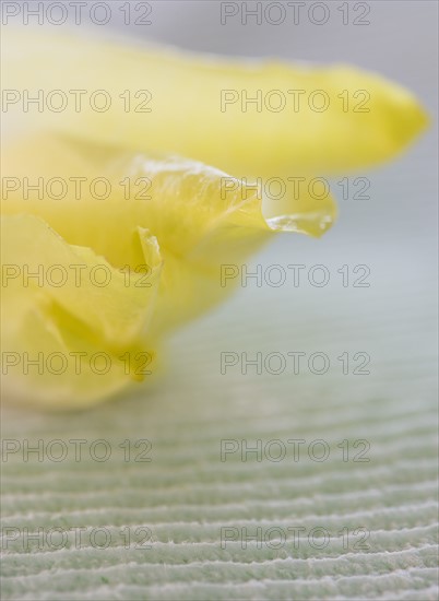 Studio Shot of chicory leaves. Photo : Daniel Grill