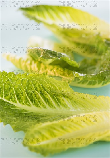 Romaine Lettuce leaves, studio shot . Photo : Daniel Grill