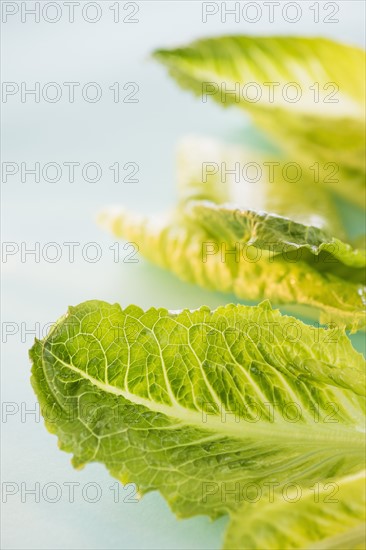 Romaine Lettuce leaves, studio shot . Photo : Daniel Grill