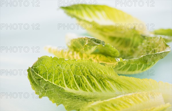 Romaine Lettuce leaves, studio shot . Photo : Daniel Grill