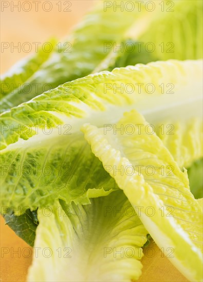 Romaine Lettuce leaves, studio shot . Photo : Daniel Grill