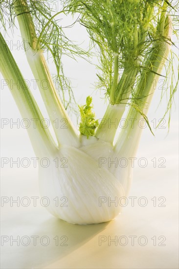 Studio Shot of fennel. Photo : Daniel Grill