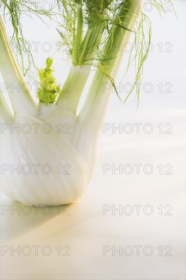 Studio Shot of fennel. Photo : Daniel Grill