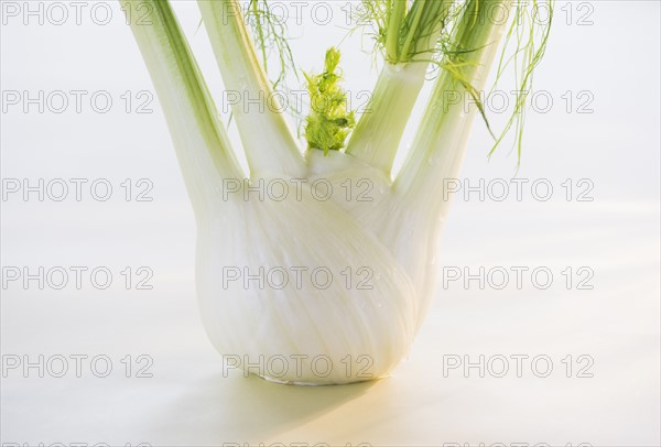 Studio Shot of fennel. Photo : Daniel Grill
