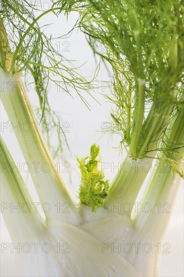 Studio Shot of fennel. Photo : Daniel Grill