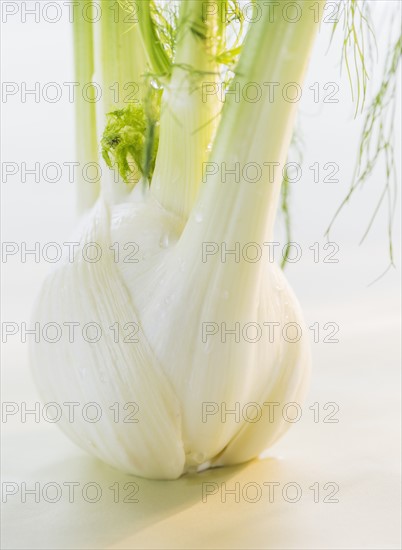 Studio Shot of fennel. Photo : Daniel Grill