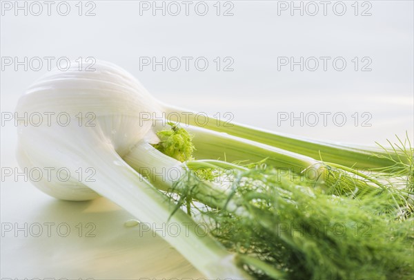 Studio Shot of fennel. Photo : Daniel Grill