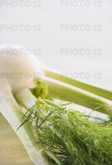 Studio Shot of fennel. Photo: Daniel Grill