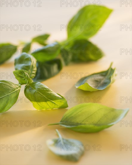 Studio Shot of basil. Photo : Daniel Grill