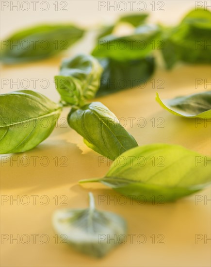 Studio Shot of basil. Photo : Daniel Grill