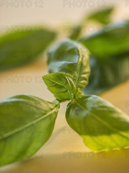 Studio Shot of basil. Photo : Daniel Grill