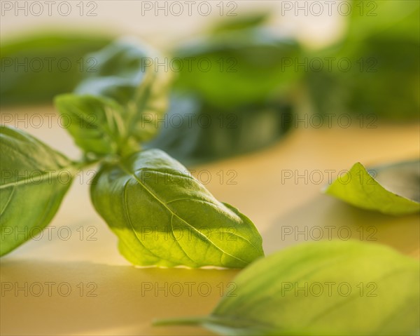 Studio Shot of basil. Photo : Daniel Grill