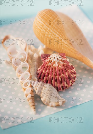 Studio Shot of seashells. Photo: Daniel Grill