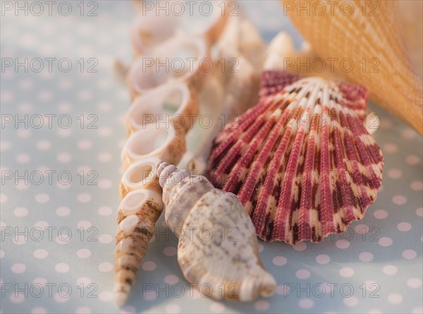 Studio Shot of seashells. Photo : Daniel Grill