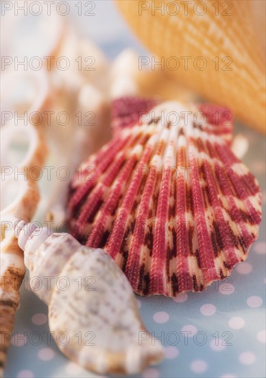 Studio Shot of seashells. Photo : Daniel Grill