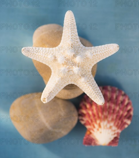 Composition of dry starfish, sea shell and pebble on blue background. Photo : Daniel Grill