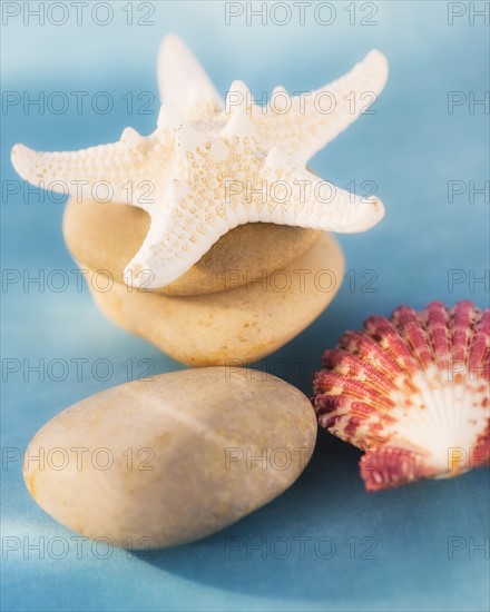 Composition of dry starfish, sea shell and pebble on blue background. Photo : Daniel Grill