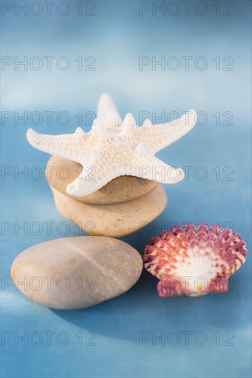 Composition of dry starfish, sea shell and pebble on blue background. Photo : Daniel Grill