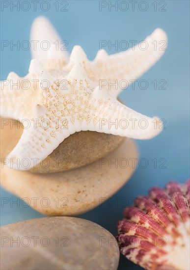 Composition of dry starfish, sea shell and pebble on blue background. Photo : Daniel Grill