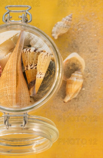 Composition of sea shells in glass jar on yellow background. Photo : Daniel Grill