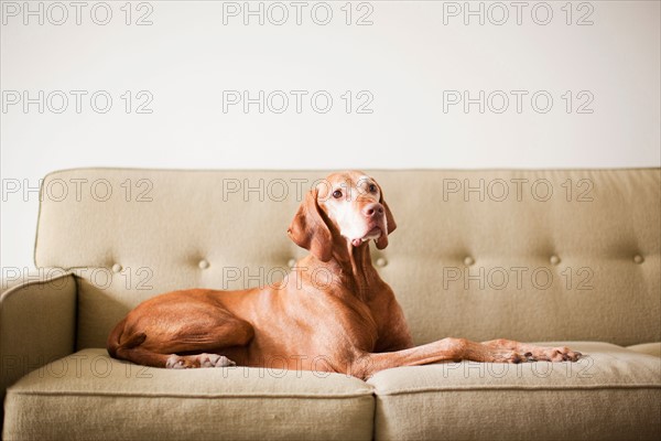 Dog on couch. Photo : Jessica Peterson