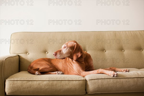 Dog laying on couch. Photo: Jessica Peterson