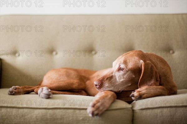 Dog on couch. Photo : Jessica Peterson