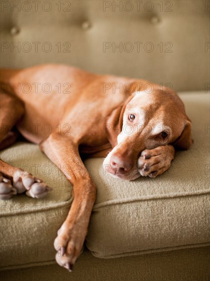 Dog on couch. Photo : Jessica Peterson