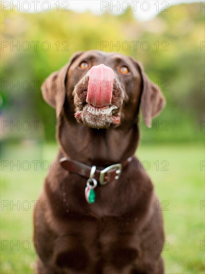 Chocolate Lab. Photo : Jessica Peterson