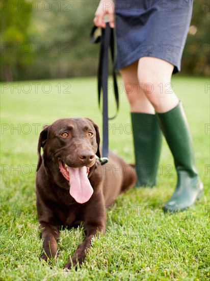 Chocolate Lab. Photo : Jessica Peterson