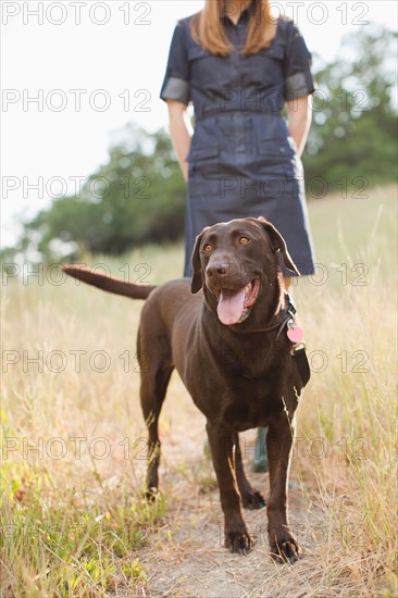 Chocolate Lab. Photo : Jessica Peterson