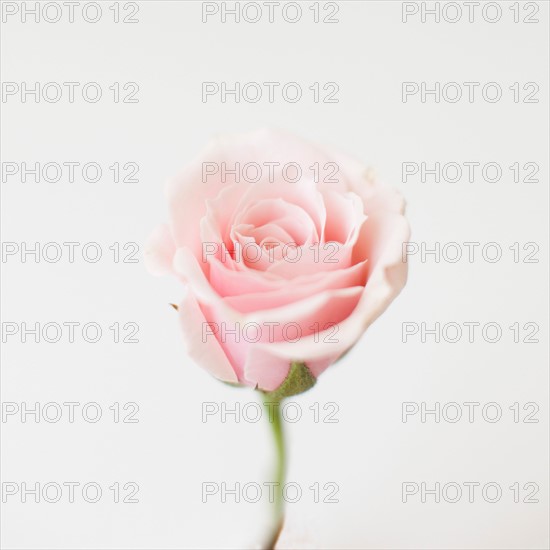 Studio shot of pink rose. Photo: Jessica Peterson