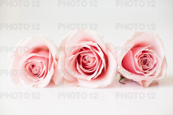 Studio shot of pink roses. Photo : Jessica Peterson