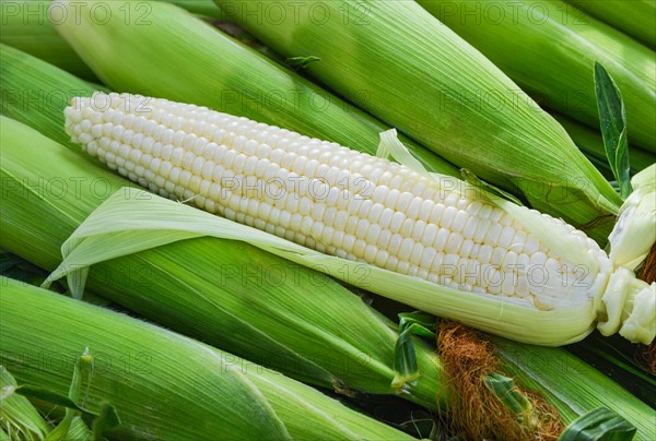 White corn.