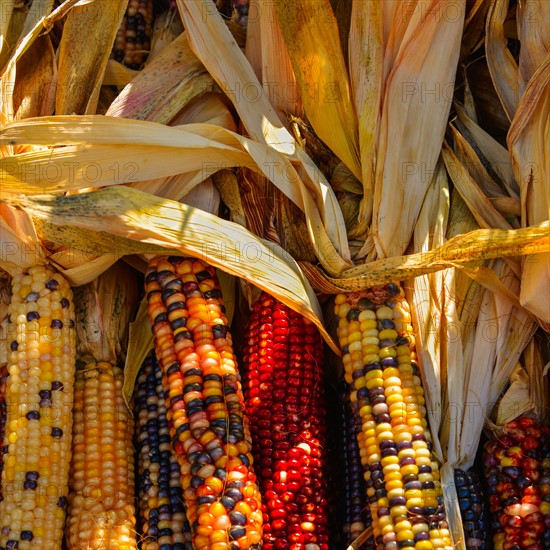 Seasonal indian corn.