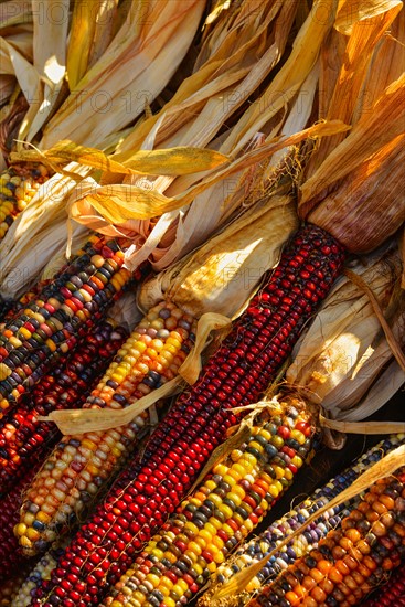 Seasonal indian corn.