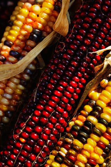 Seasonal indian corn.