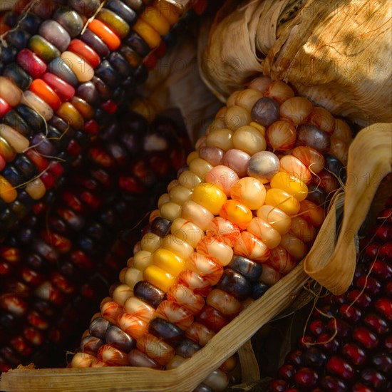 Seasonal indian corn.