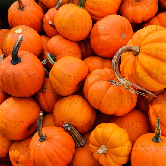 Heap of pumpkins.