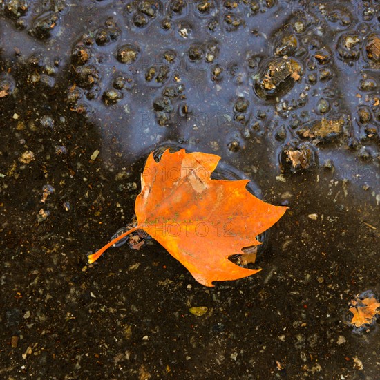 Fallen leaf in puddle.