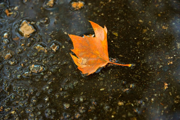 Fallen leaf in puddle.