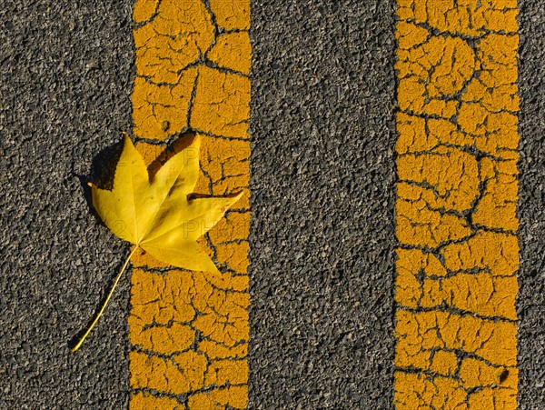 Fallen leaf on asphalt.